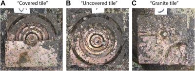 Area-Independent Effects of Water-Retaining Features on Intertidal Biodiversity on Eco-Engineered Seawalls in the Tropics